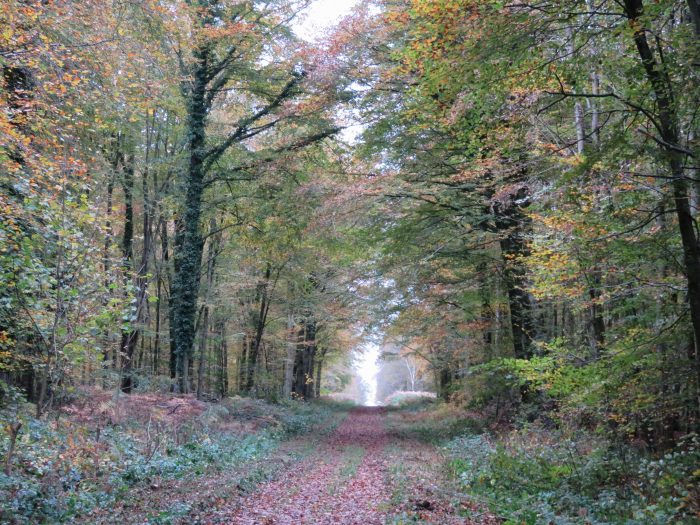 Enquête n° 1. Dans et autour des forêts normandes (DAFNOR)